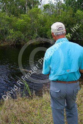 Man fishing in Everglades National Park with American Alligator in the water, Florida.
