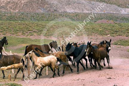 Mules and horse used for packing in the Andes Mountain Range, Argentina.