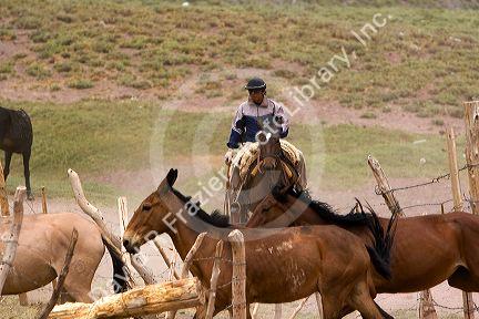 Mules and horse used for packing in the Andes Mountain Range, Argentina.
