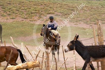 Mules and horse used for packing in the Andes Mountain Range, Argentina.