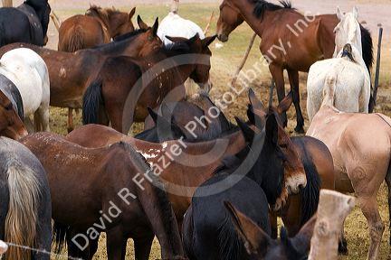 Mules and horse used for packing in the Andes Mountain Range, Argentina.