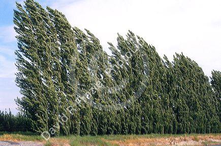Lombardi poplar trees bend in the wind. Trees are often used as windbreak on farms.
