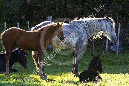 Domestic horse at the Tierra del Fuego National Park near Ushuaia, Argentina.