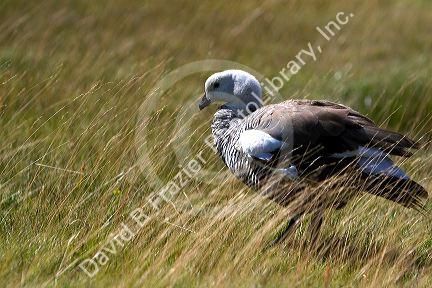 Kelp Goose in the Tierra del Fuego National Park, Argentina.