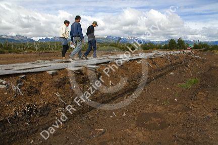 Sphagnum Moss or Peat Moss farm near Ushuaia, Argentina.