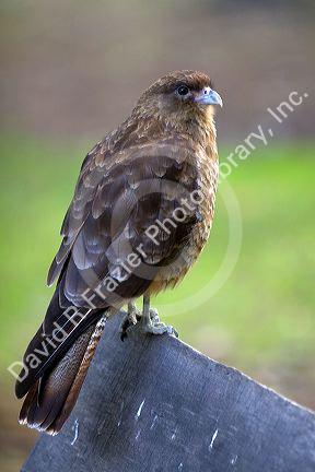 Small bird of prey in the Tierra del Fuego National Park, Argentina.