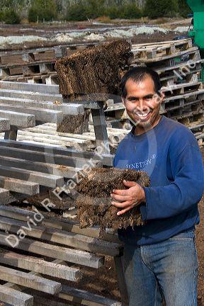 Bolivian man working on a Sphagnum Moss or Peat Moss farm near Ushuaia, Argentina.
