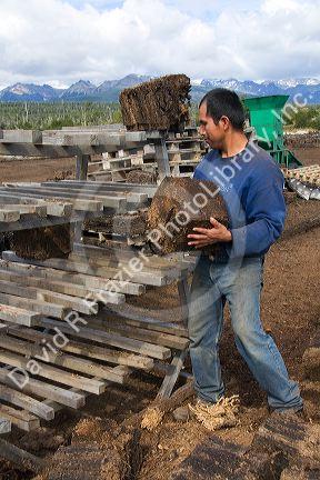 Bolivian man working on a Sphagnum Moss or Peat Moss farm near Ushuaia, Argentina.