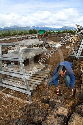 Bolivian man working on a Sphagnum Moss or Peat Moss farm near Ushuaia, Argentina.