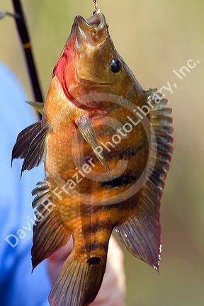 Wild Oscar fish caught in Everglades National Park, Florida.