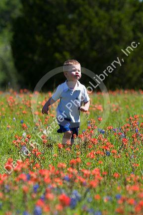 Young boy running through a field of Indian Paintbrush and Bluebonnet wildflowers in Washington County, Texas. MR