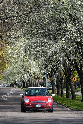 Car traveling on Harrison Boulevard lined with pear trees in bloom in Boise, Idaho.