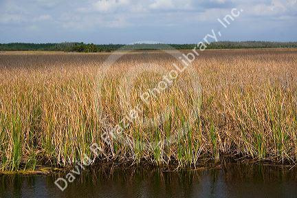 Marshland in Everglades National Park, Florida.