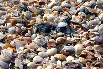 Seashells on the beach at Sanibel Island on the Gulf Coast of Florida.