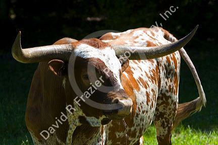 Texas longhorn bull in Washington County, Texas.