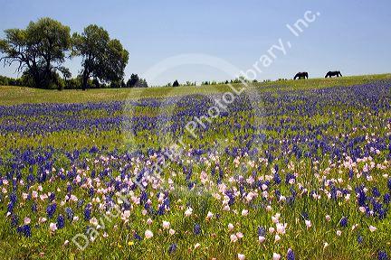 Horse graze in a field of Bluebonnet and Pink Evening Primrose wildflowers in Washington County, Texas.