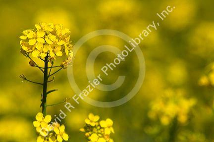 Yellow flowering rapeseed also known as canola in Canyon County, Idaho.