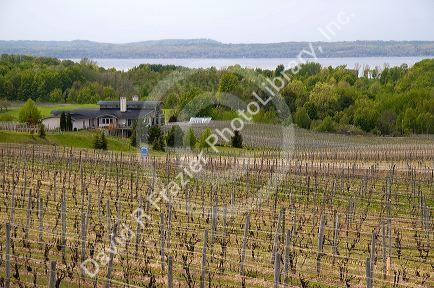 Wine vineyard near Traverse City, Michigan.