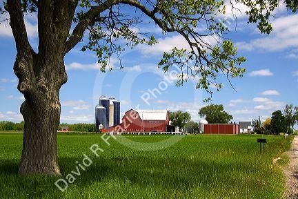 Farm surrounded by green unripe wheat at St. Louis, Michigan.