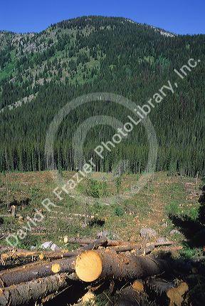 A clear cut forest near McCall, Idaho.