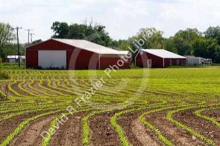 Rows of seedling corn plants on a farm in Montcalm County, Michigan.