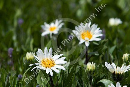 White Rayed Mules Ear wildflowers growing in the Sawtooth Valley near Stanley, Idaho.