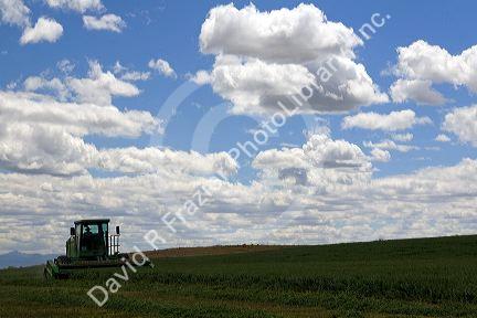 Swather harvesting alfalfa hay in Canyon County, Idaho.