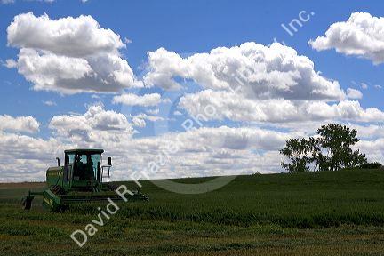 Swather harvesting alfalfa hay in Canyon County, Idaho.