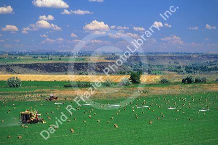 Hay harvest near Twin Falls, Idaho.
