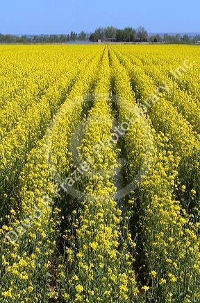 Crop of yellow flowering rapeseed also known as canola in Canyon County, Idaho.