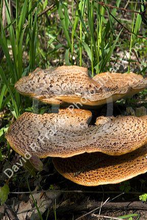 Dryad's Saddle wild fungi growing on the forest floor in Eaton County, Michigan.
