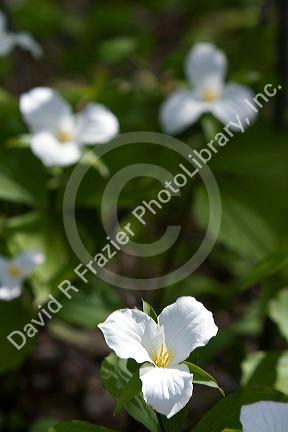 Trillium grandiflorum, commonly known as white trillium in Northern Michigan.