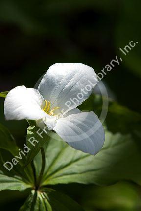 Trillium grandiflorum commonly known as white trillium in Northern Michigan.
