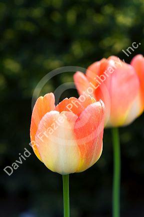 Tulip flowers.