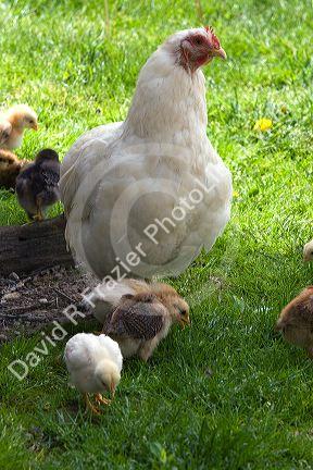 Hen and chicks on a farm in Lenawee County, Michigan.