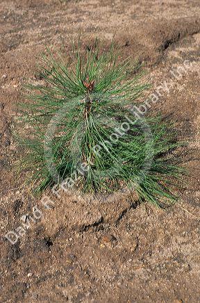 A one year old ponderosa pine tree.