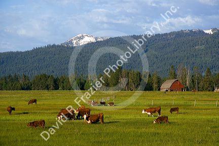Cattle graze in a pasture near Cascade, Idaho.