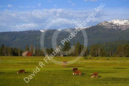 Cattle graze in a pasture near Cascade, Idaho.