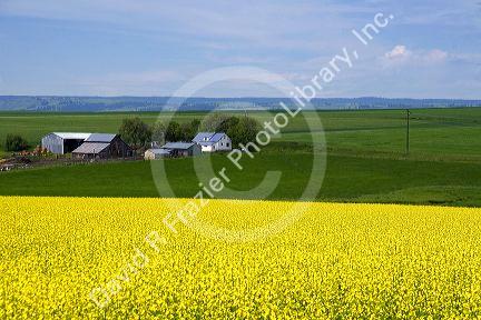 Crop of Rapeseed also known as Canola grows in Grangeville, Idaho.
