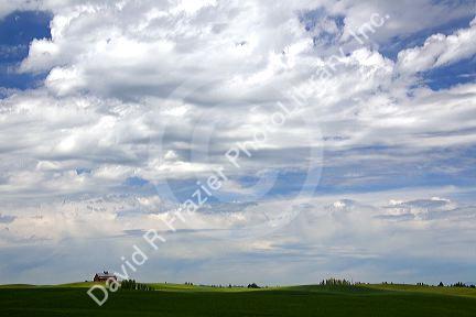 Fields of green wheat near Nezperce, Idaho.