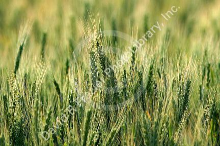 Wheat field in Elmore County, Idaho.