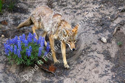 Coyote in Yellowstone National Park, Wyoming.