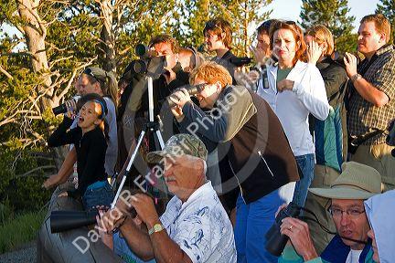 Crowd of tourists viewing wildlife in Yellowstone National Park, Wyoming.