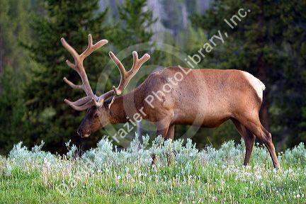 Bull Elk with antlers in velvet grazing in Yellowstone National Park, Wyoming.