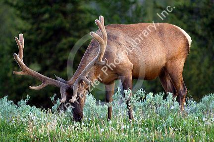 Bull Elk with antlers in velvet grazing in Yellowstone National Park, Wyoming.