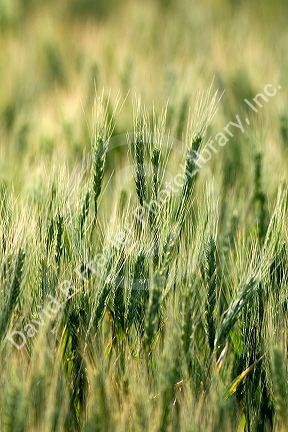 Wheat field in Elmore County, Idaho.