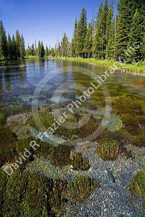 Rainbow trout in natural spring water at Big Springs flowing into Henrys Fork inside Island Park, Idaho.