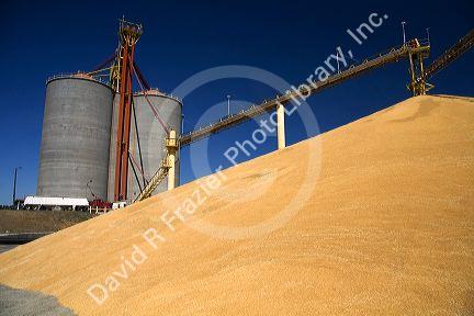 Pile of havested wheat in front of grain elevators at Mission, Oregon.