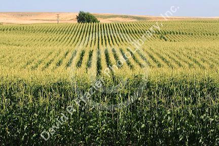 Crop of corn near Pasco, Washington.