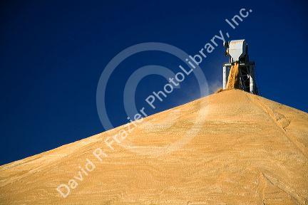 Large pile of harvested wheat at Pasco, Washington.